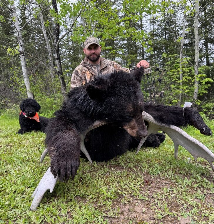 Black Bear Hunting in Quebec Canada